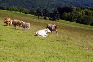 Few alpine cows on pasture in summer