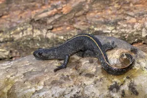 Alpine crested newt (Triturus carnifex)