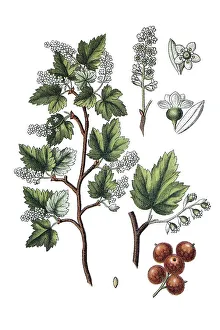 Alpine currant (Ribes alpinum)