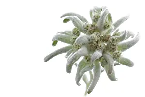 Alpine edelweiss (Leontopodium alpinum)