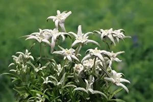 Alpine edelweiss (Leontopodium alpinum)
