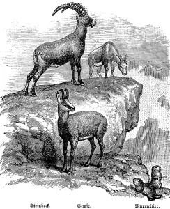 Alpine fauna with ibex (Capra ibex), chamois (Rupicapra rupicapra) and marmot (Marmota marmota), travel, Alps, historical illustration 1885