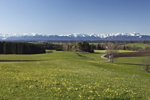Category Mountain Landscapes Prints: Alpine foothills with Diemendorf