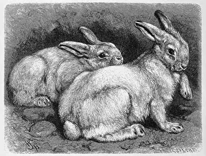 Alpine hare or snow hare, a species belonging to the family of hares