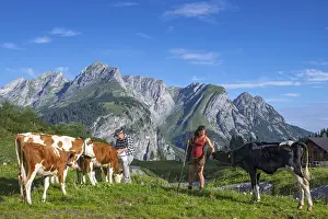 Alpine herdsmen look after their cows