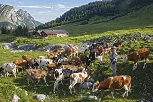 Alpine herdsmen look after their cows