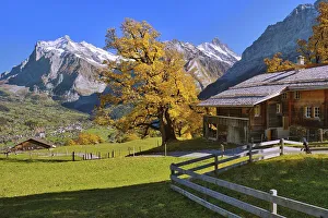 Alpine hut with autumn-coloured Sycamore maple (Acer pseudoplatanus) above Grindelwald