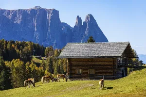Alpine huts and grazing Haflinger horses (Equus ferus caballus) on the Alpe di Siusi