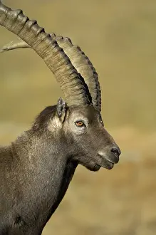 Alpine ibex (Capra ibex)
