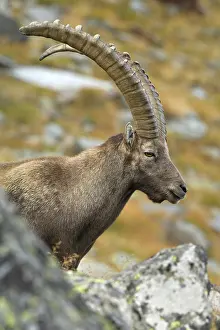 Alpine ibex (Capra ibex)