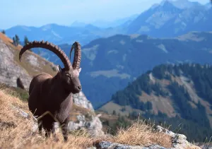 Alpine ibex (Capra ibex)