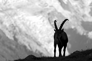Alpine ibex (Capra ibex), adult male