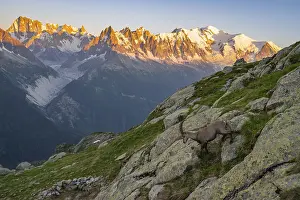 Alpine ibex (Capra ibex), adult male