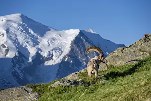Alpine ibex (Capra ibex), adult male