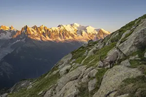 Alpine ibex (Capra ibex), adult male