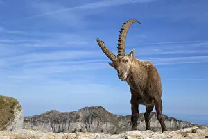 Alpine Ibex (Capra ibex) adult male
