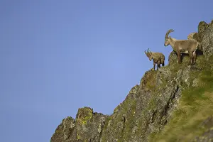 Alpine Ibex (Capra ibex) adult male and young