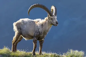 Alpine Ibex (Capra ibex), change of coat, Mont Blanc massif, Chamonix, France, Europe