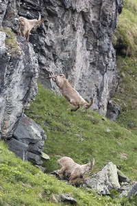 Alpine ibex (Capra ibex) descending