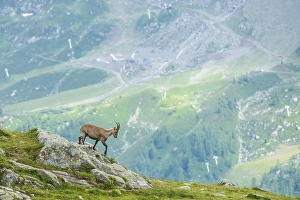 Alpine Ibex (Capra ibex) on the edge of a cliff