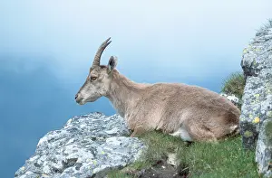 Alpine ibex (Capra ibex), Europe