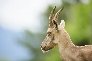 Alpine ibex (Capra ibex) female