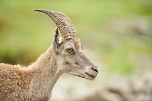 Alpine ibex (Capra ibex) female
