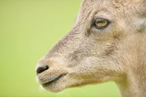 Alpine ibex (Capra ibex) female