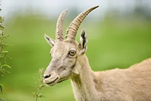 Alpine ibex (Capra ibex) female