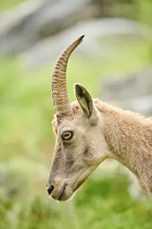 Alpine ibex (Capra ibex) female