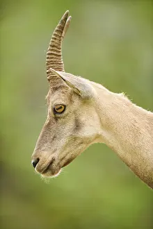Alpine ibex (Capra ibex) female