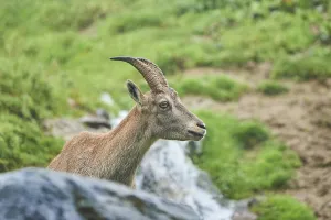 Alpine ibex (Capra ibex) female in the wildlife Park Aurach near Kitzbuehl