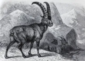 Alpine ibex (Capra ibex), historical book illustration