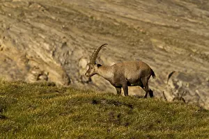Alpine ibex (Capra ibex), Hohe Tauern National Park