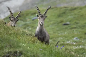 Alpine Ibex (Capra ibex), ibex
