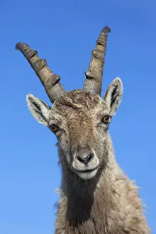 Alpine Ibex (Capra ibex) immature male