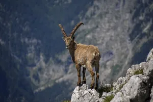 Alpine ibex (Capra ibex) on the Kahlersberg in Berchtesgaden National Park