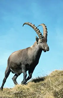 Alpine Ibex (Capra ibex), male