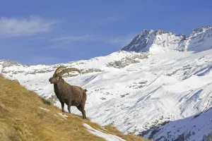 Alpine ibex (Capra ibex) male foraging in the snow in winter in the Gran Paradiso National Park