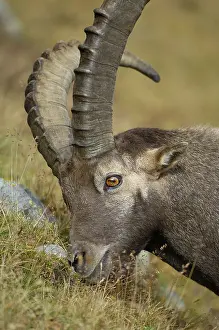 Alpine ibex (Capra ibex), male marks his territory with secretion from his nose