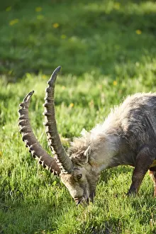 Alpine ibex (Capra ibex) male on a meadow in early summer