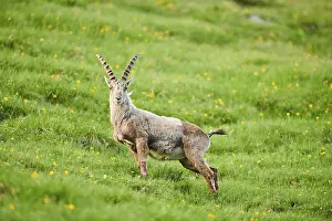 Alpine ibex (Capra ibex) male on a meadow in early summer
