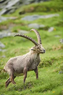 Alpine ibex (Capra ibex) male on a meadow in early summer