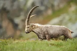 Alpine ibex (Capra ibex) male on a meadow in early summer
