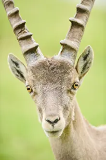 Alpine ibex (Capra ibex) male, portrait