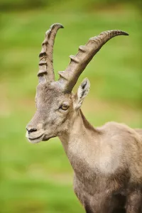 Alpine ibex (Capra ibex) male, portrait