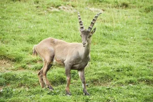 Alpine ibex (Capra ibex) male standing on a meadow