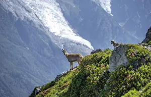Alpine ibex (Capra ibex), mother with young with alpine roses