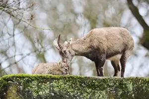 Alpine ibex (Capra ibex) mother with her youngster
