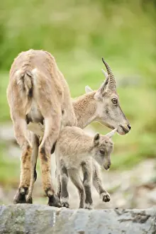 Alpine ibex (Capra ibex) mother with her youngster